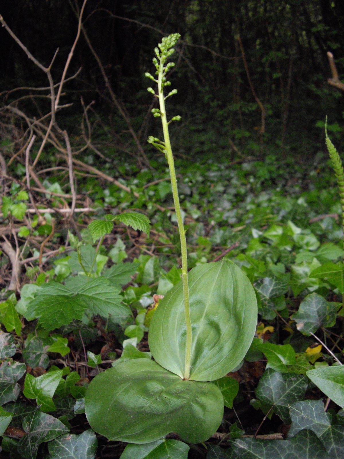Listera ovata